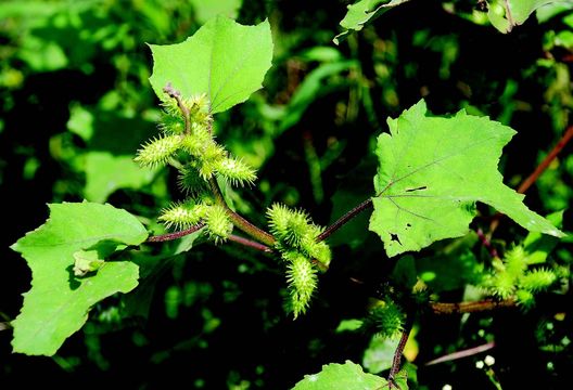 Imagem de Xanthium strumarium L.