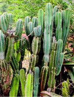 Image of Moonlight Cacti