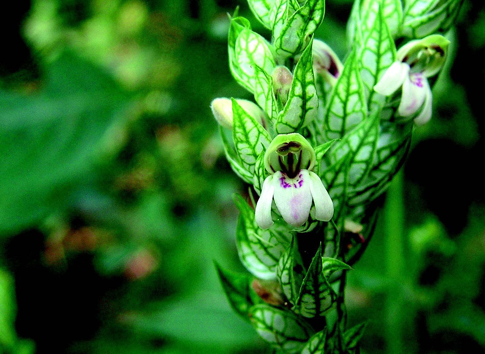 Image of squirrel's tail