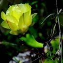 Image de Opuntia stricta (Haw.) Haw.