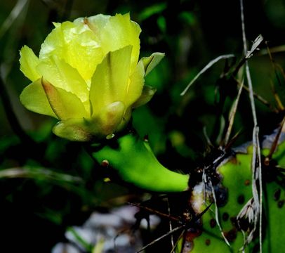 Image of Erect Prickly Pear