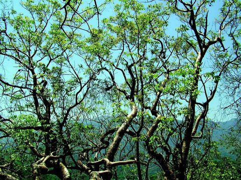 Image of Commiphora caudata (Wight & Arn.) Engl.