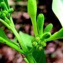 Image of Morinda angustifolia Roxb.