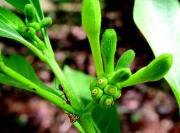 Image of Morinda angustifolia Roxb.