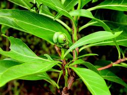 Image of Morinda angustifolia Roxb.