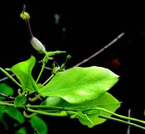 Image de Ceropegia candelabrum L.