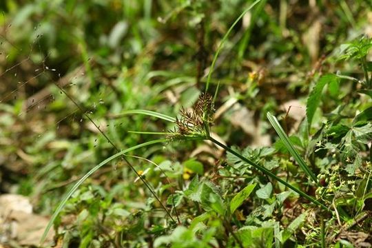 Imagem de Cyperus cyperoides (L.) Kuntze