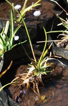 Image of Eriocaulon odoratum Dalzell