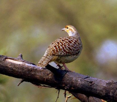 Image of Gray Francolin