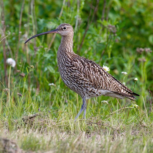 Image of curlew, eurasian curlew