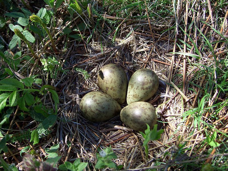 Image of curlew, eurasian curlew