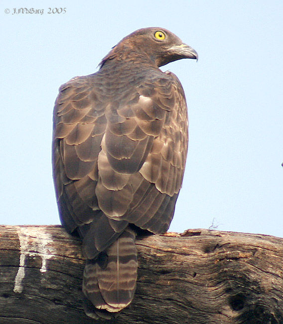 Image of Barred honey buzzard