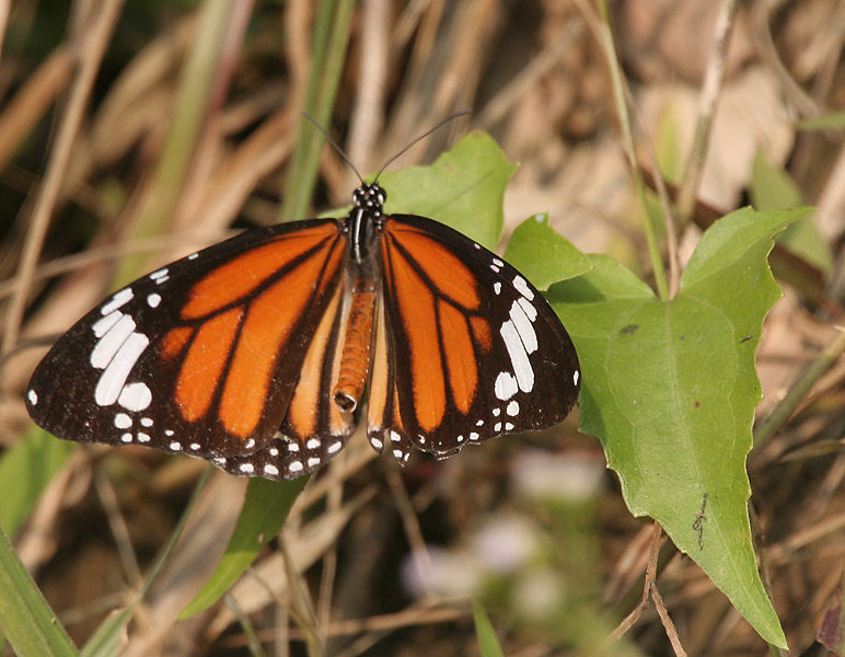 Image of common tiger