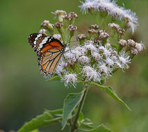 Image of common tiger