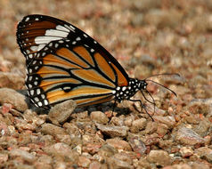 Image of common tiger