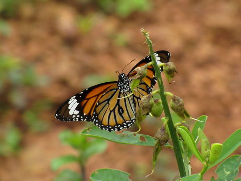 Image of common tiger