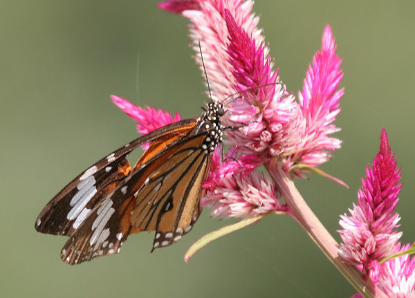 Image of common tiger