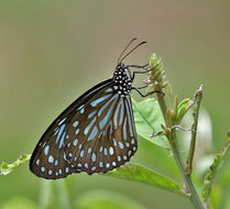 Image of Dark Blue Tiger