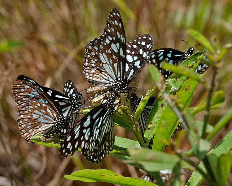 Image of Dark Blue Tiger