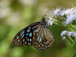 Image of Dark Blue Tiger