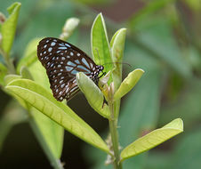 Image of Dark Blue Tiger