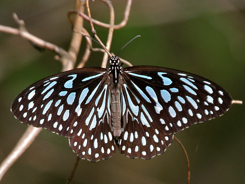 Image of Dark Blue Tiger