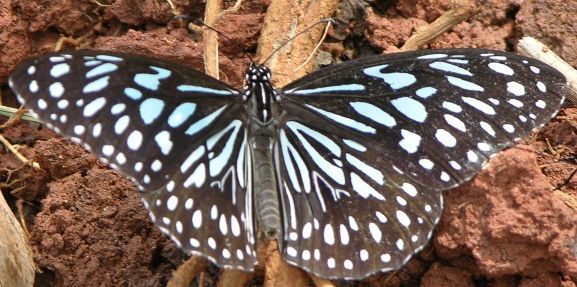 Image of Dark Blue Tiger