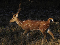 Image of Axis Deer