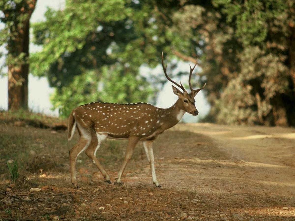 Image of Axis Deer