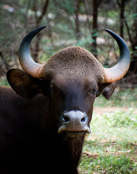 Image of Gaur