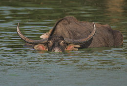Image of Asian Water Buffalo