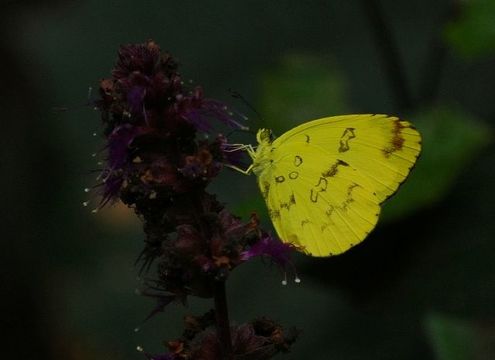 Image of Eurema andersoni (Moore 1886)