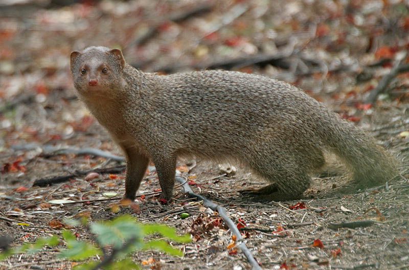 Image of Indian Gray Mongoose