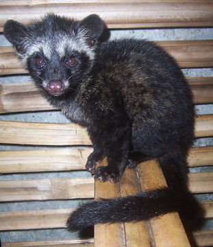 Image of Common palm civet