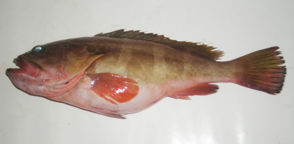 Image of Coral cod