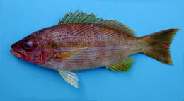 Image of Brownstripe snapper