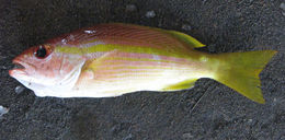 Image of Bigeye snapper