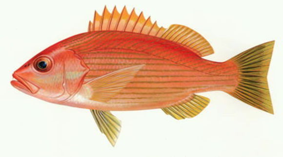 Image of Bigeye snapper