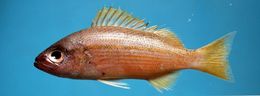 Image of Bigeye snapper