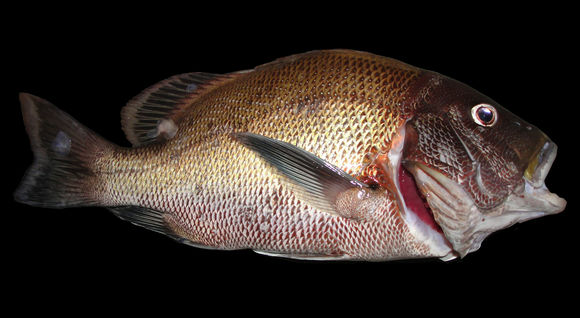 Image of Blubberlip snapper