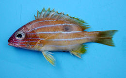 Image of Five-lined snapper