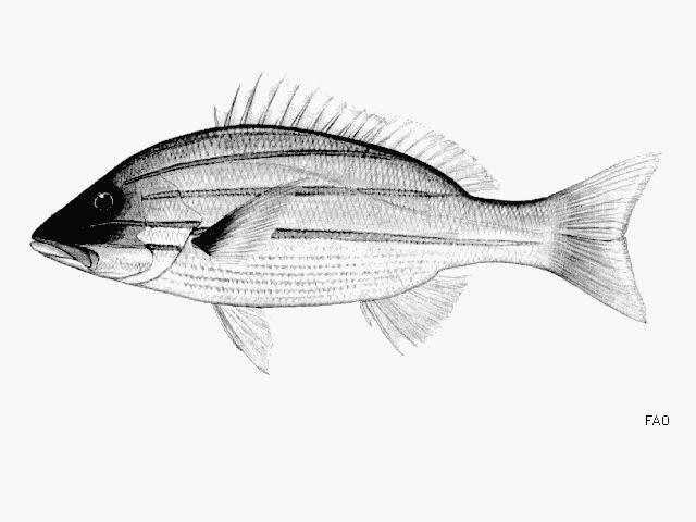 Image of Bluestripe snapper