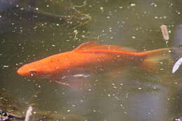 Image of Goldfish