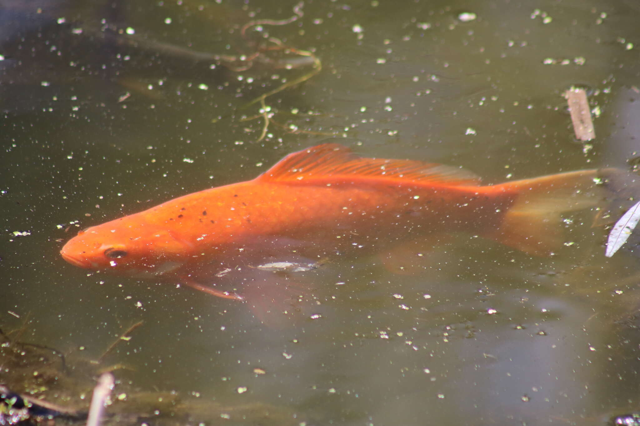 Image of Goldfish