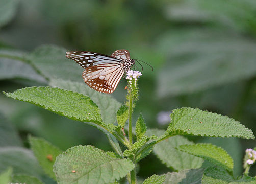 Image of Parantica