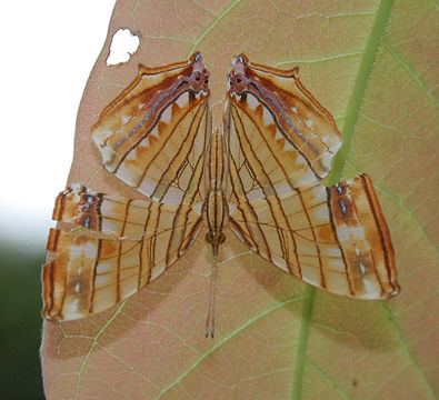 Image of Chersonesia risa Doubleday (1848)