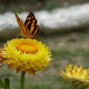 Image of <i>Symbrenthia lilaea</i>