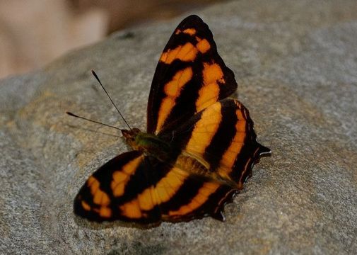 Image of <i>Symbrenthia lilaea</i>