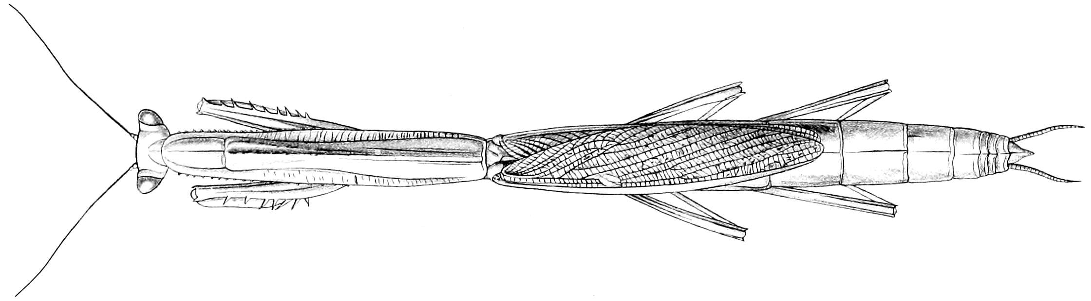 Image of Mesopteryx