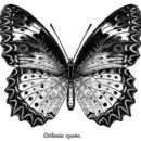 صورة Cethosia cyane Drury 1770